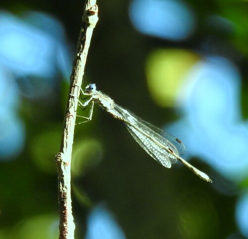 Spotted Spreadwing