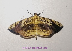 Pantographa scripturalis