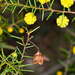 Acacia brownii - Photo (c) Chris Lindorff, algunos derechos reservados (CC BY), uploaded by Chris Lindorff