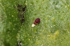 Deuterosminthurus pallipes