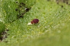 Deuterosminthurus pallipes