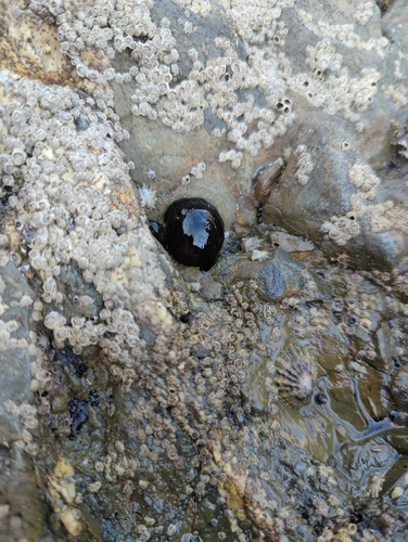 Atlantic Beadlet Anemone