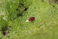 Deuterosminthurus pallipes