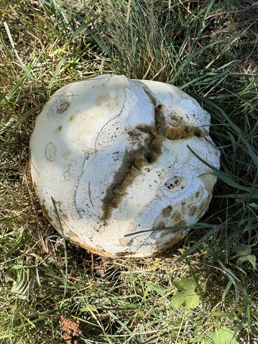giant puffball