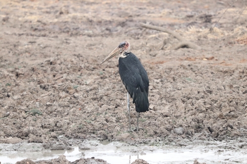 Marabou Stork