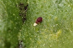 Deuterosminthurus pallipes