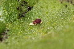 Deuterosminthurus pallipes