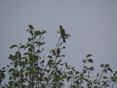 Collared Finchbill