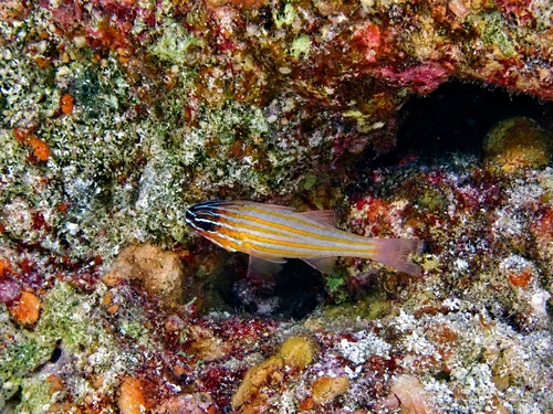 Ostorhinchus cyanosoma observed 2026-09-19