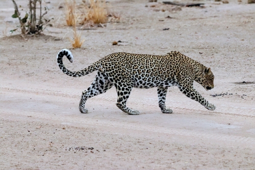 African Leopard