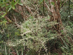 Coprosma dumosa