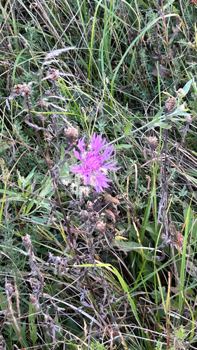 Brown Knapweed