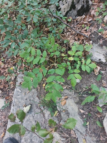European ash