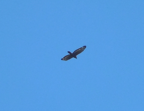Crested Serpent-Eagle