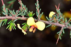 Dillwynia ramosissima