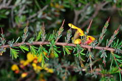 Dillwynia ramosissima