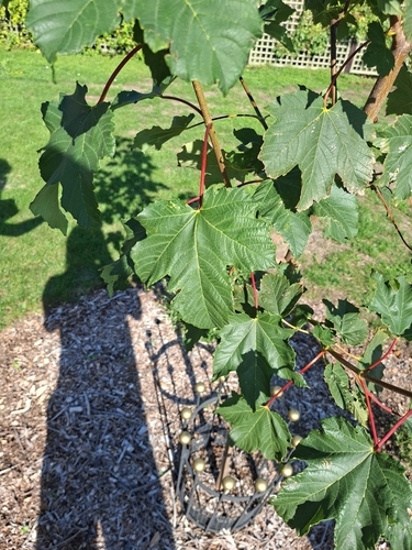 sycamore maple