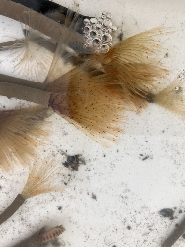 Peacock Worm