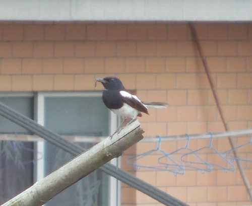 Oriental Magpie-Robin