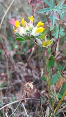 Anthyllis vulneraria