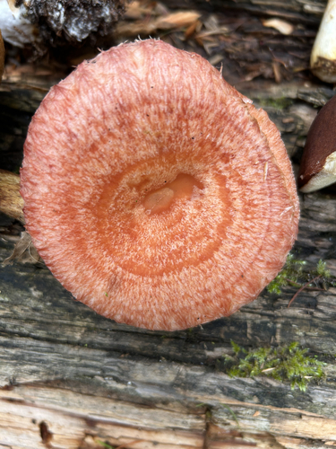Woolly Milkcap