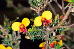 Dillwynia ramosissima