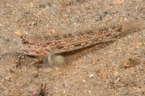 Istigobius hoesei observed 2026-05-05
