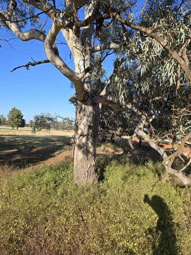 Eucalyptus intertexta observed 2026-09-23