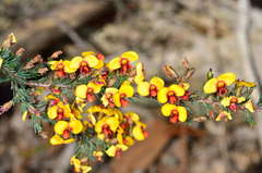 Dillwynia ramosissima