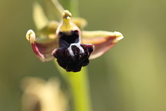 Ophrys mammosa