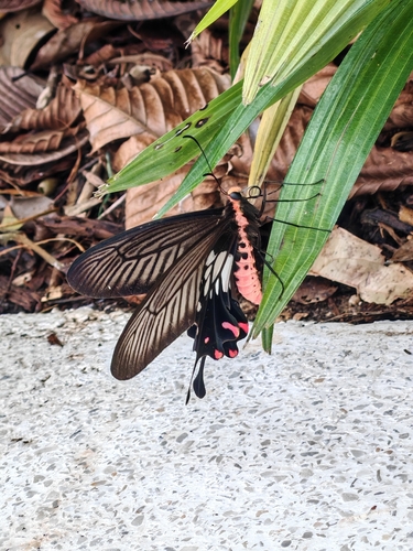 Red Marked Clubtail