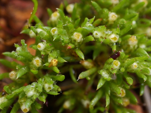 Moss Sunray