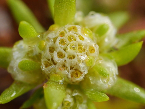 small wrinklewort