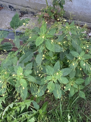 small balsam