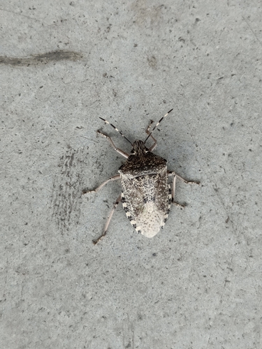 Mottled Stink Bug
