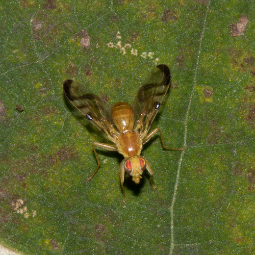 Coltsfoot Fly