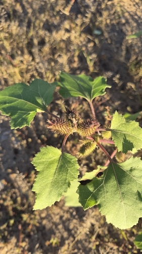 common cocklebur
