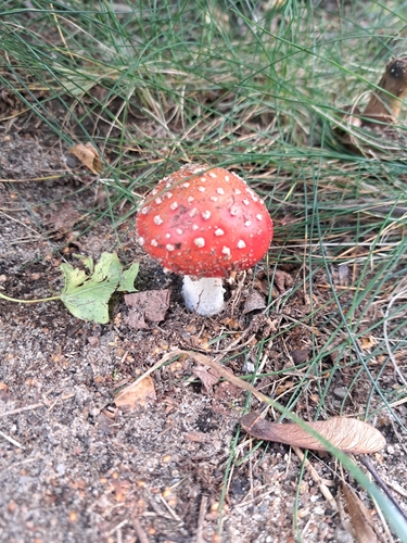 Fly Agaric