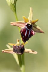 Ophrys mammosa