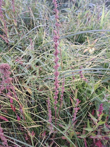 purple loosestrife