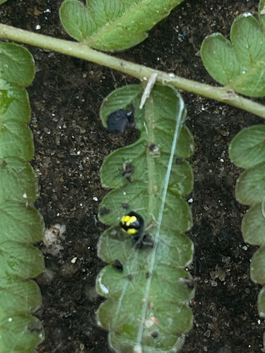 Ladybird Spider