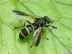 Temnostoma bombylans