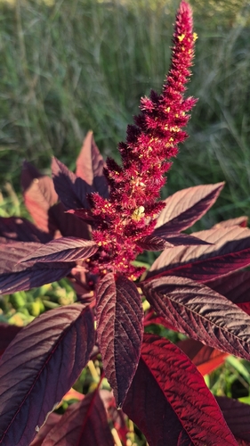 Red amaranth
