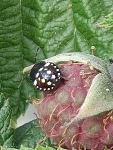 Southern Green Stink Bug