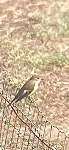 European Pied Flycatcher