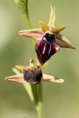 Ophrys mammosa