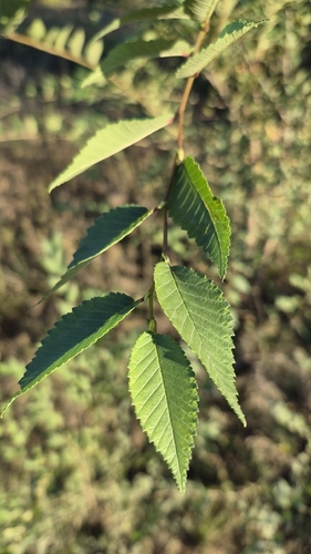 Siberian elm