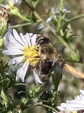 Common Drone Fly