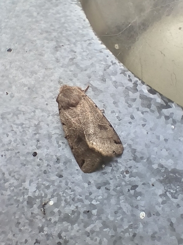 Brown-spot Pinion