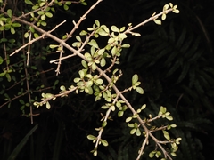 Coprosma dumosa, photograph (c) Angus Campbell, some rights reserved (CC BY)